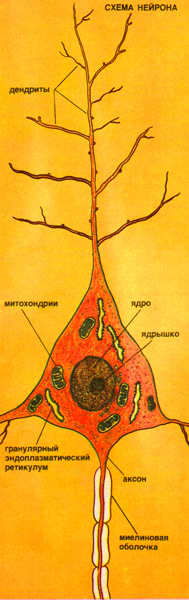 Изображён нейрон