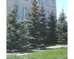 Утопающие в зелени здания.