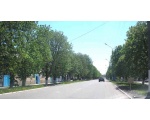 Каштаны на улице Ленина.