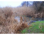 Фото природы, болотистая местность Сватовского района. Февраль 2009.