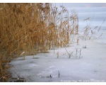 Фото природы зимой. Камыш на льду. Февраль 2009.