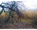 Фото зимних зарослей на берегу плотины. Февраль 2009, Сватовский район.