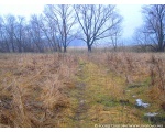 Фото заросшей дороги возле плотины зимой. Февраль 2009, Сватовский район