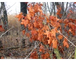 Фото природы. Февральские цвета листьев. Сватовский район 2009