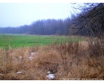 Фото поля с озимой пшеницей. Февраль 2009 Сватовский район