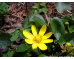 Фото природы. Фотография одного из первых весенних цветов. Март 2009 год.
