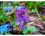 Фото природы. Фотография цветка "Ряст", крупным планом. Март 2009 год.