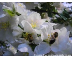 Фотография цветков яблони. 7 мая 2009 год Сватовский район