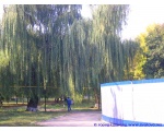 Фото "Осенняя ива" возле летней танцплощадки. 3 октября 2008 год Сватово.