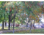 Фото "Спелая рябина" возле летней тацплощадки. 3 октября 2008 год Сватово.
